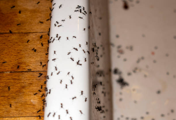 Best Cockroach Control Services  in Cypress, CA