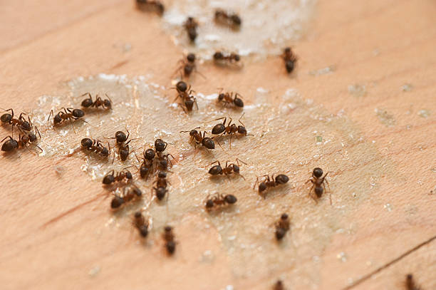 Pest Prevention Services in Cypress, CA