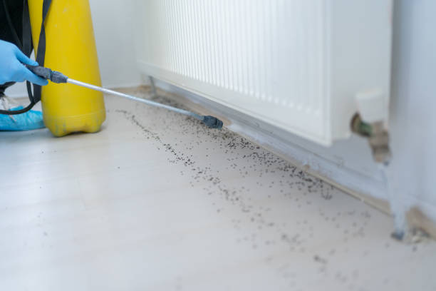 Best Bed Bug Extermination  in Cypress, CA